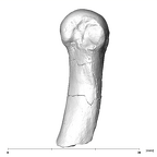 SK 85 Homo erectus left fourth metacarpal medial