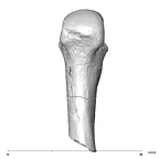 SK 85 Homo erectus left fourth metacarpal palmar