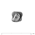 SK 85 Homo erectus left fourth metacarpal proximal