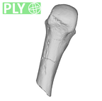 SK 85 Homo erectus left fourth metacarpal ply