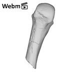 SK 85 Homo erectus left fourth metacarpal ply movie