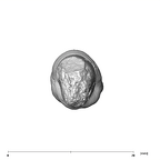 SK 85a Paranthropus robustus URC apical