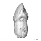 SK 85a Paranthropus robustus URC distal