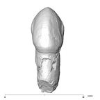 SK 85a Paranthropus robustus URC labial