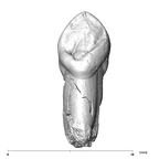 SK 85a Paranthropus robustus URC lingual
