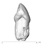 SK 85a Paranthropus robustus URC mesial