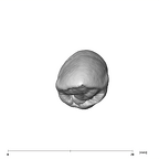 SK 85a Paranthropus robustus URC occlusal