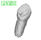 SK 85a Paranthropus robustus URC ply