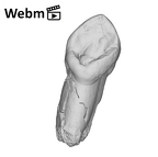 SK 85a Paranthropus robustus URC ply movie