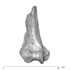 SK 860 Paranthropus robustus right humerus anterior