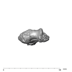 SK 860 Paranthropus robustus right humerus distal