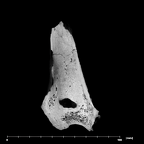 SK 860 Paranthropus robustus right humerus internal