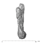 SK 860 Paranthropus robustus right humerus lateral