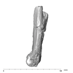 SK 860 Paranthropus robustus right humerus medial