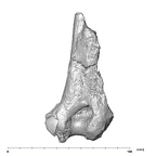 SK 860 Paranthropus robustus right humerus posterior