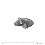 SK 860 Paranthropus robustus right humerus proximal