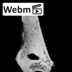 SK 860 Paranthropus robustus right humerus ct stack movie