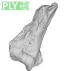 SK 860 Paranthropus robustus right humerus ply
