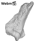 SK 860 Paranthropus robustus right humerus ply movie