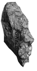 SK 862 Paranthropus robustus partial right hemimandible