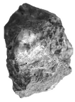 SK 863 Paranthropus robustus molar fragment