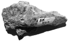 SK 865 Paranthropus robustus molar fragment
