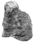 SK 866 Paranthropus robustus tooth fragments