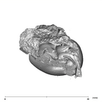SK 867 Paranthropus robustus ULP3 apical