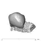 SK 867 Paranthropus robustus ULP3 buccal