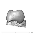 SK 867 Paranthropus robustus ULP3 distal
