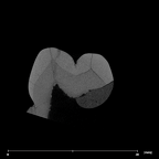 SK 867 Paranthropus robustus ULP3 internal
