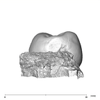 SK 867 Paranthropus robustus ULP3 mesial