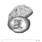 SK 867 Paranthropus robustus ULP3 occlusal
