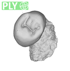 SK 867 Paranthropus robustus ULP3 ply