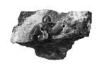 SK 868 Paranthropus robustus URM