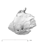 SK 869 Paranthropus robustus partial mandible buccal