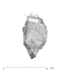 SK 869 Paranthropus robustus partial mandible distal