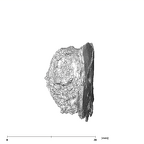 SK 869 Paranthropus robustus partial mandible inferior