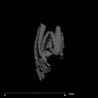SK 869 Paranthropus robustus partial mandible internal
