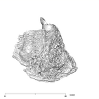 SK 869 Paranthropus robustus partial mandible lingual