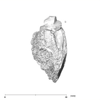 SK 869 Paranthropus robustus partial mandible mesial
