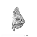 SK 869 Paranthropus robustus partial mandible occlusal