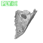 SK 869 Paranthropus robustus partial mandible ply