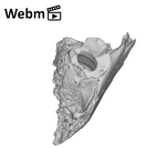 SK 869 Paranthropus robustus partial mandible ply movie