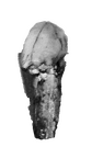 SK 86 Paranthropus robustus ULC