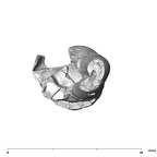 SK 870 Paranthropus robustus ULM3 apical