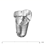 SK 870 Paranthropus robustus ULM3 buccal