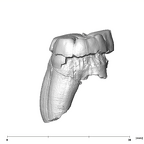 SK 870 Paranthropus robustus ULM3 distal