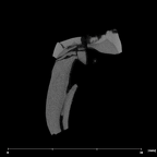 SK 870 Paranthropus robustus ULM3 internal
