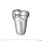 SK 870 Paranthropus robustus ULM3 lingual
